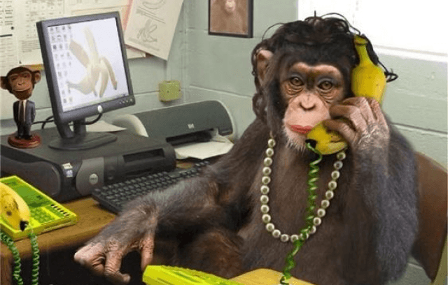 image of a monkey taking a phone call